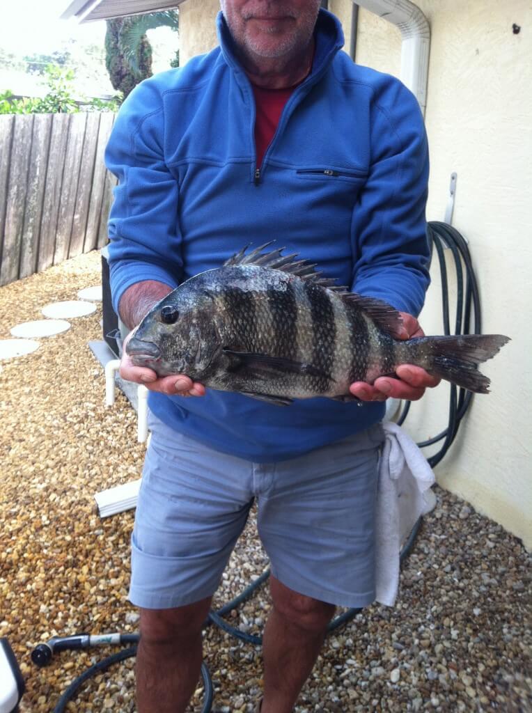 A fisherman dressed in blue shirt and blue shorts holding a sheepshead which is a black and gray striped fish. 