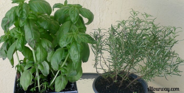 Basil, Rosemary, Potted