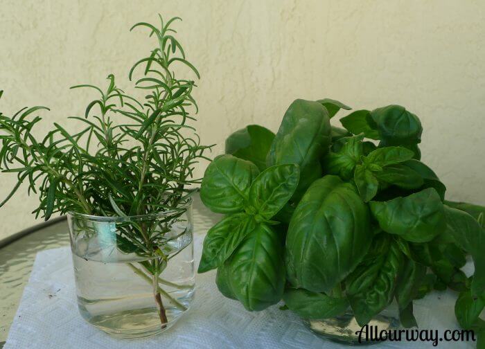 Image of Basil and rosemary plants