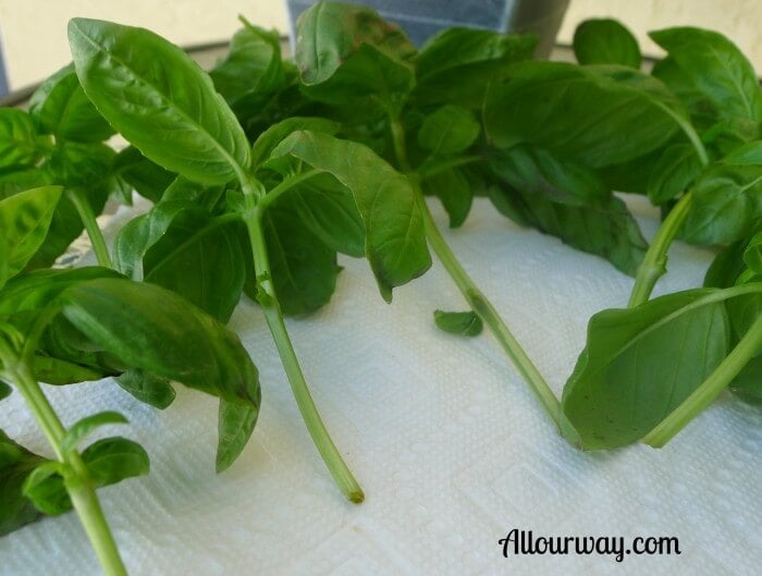 Basil, cutting lower leaves removed