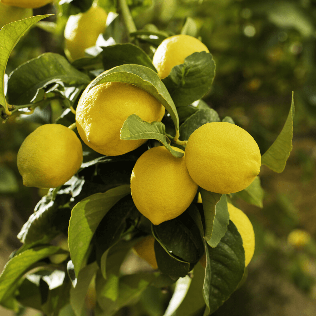 A Lemon tree full of lemons