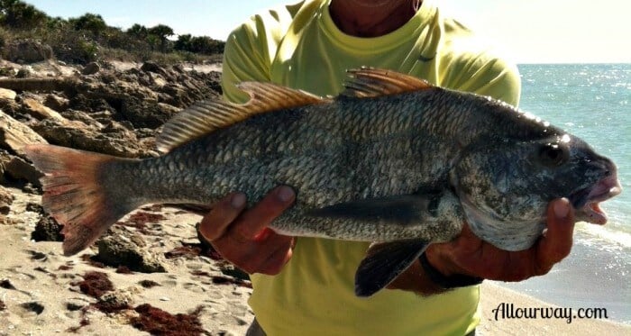 Black Drum, fish, caspersen beach