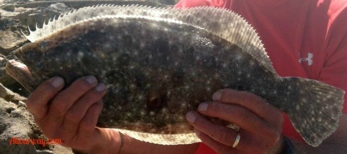 Flounder a Fish caught at Caspersen Beach