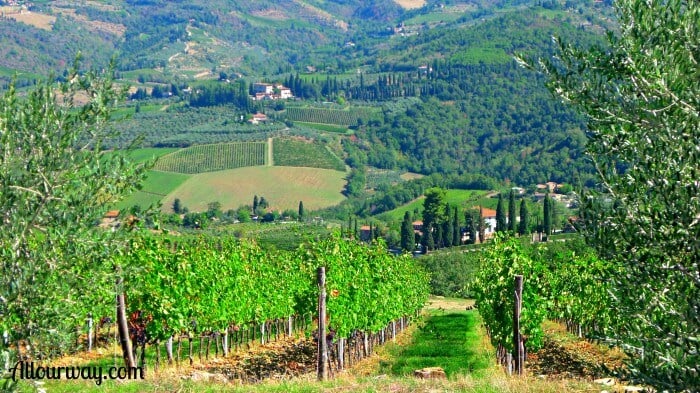 Panzano Italy green countryside with rows of fruit and vegetables going up and down the hills. 