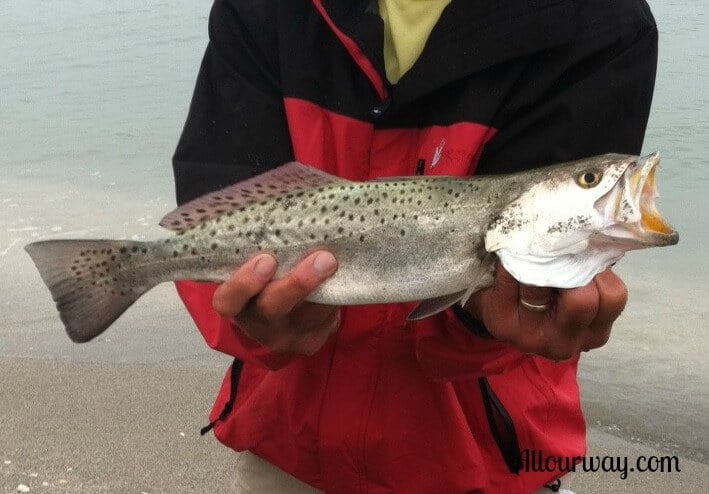 spotted seat trout, caspersen beach, Venice, Florida