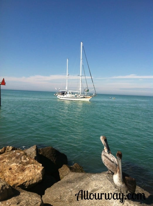 Pelicans, fishermen, south jetty, prey