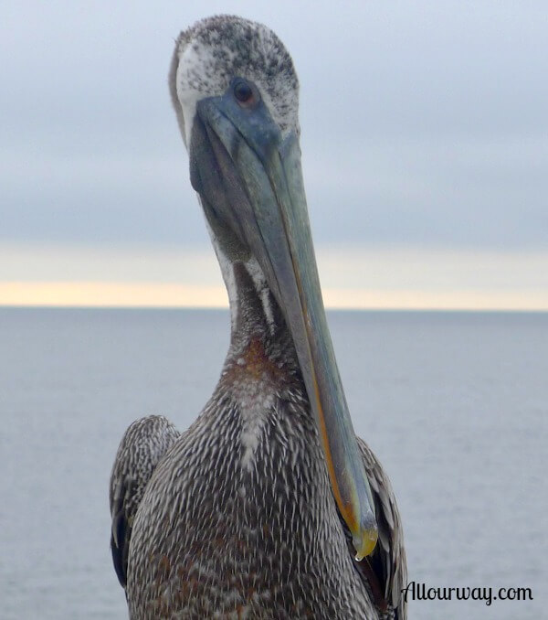 pelican, SSI pier