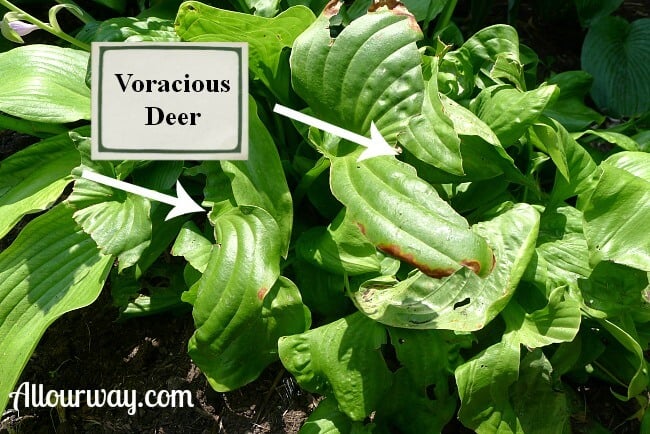 Deer Damage to Hosta Embroidery at allourway.com