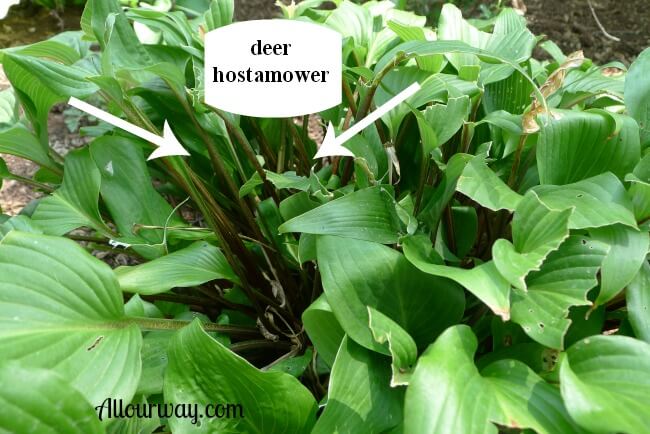 Hosta Red Dawn Eaten by Deer at allourway.com