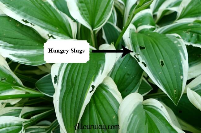 Hosta with Slug Damage at allourway.com