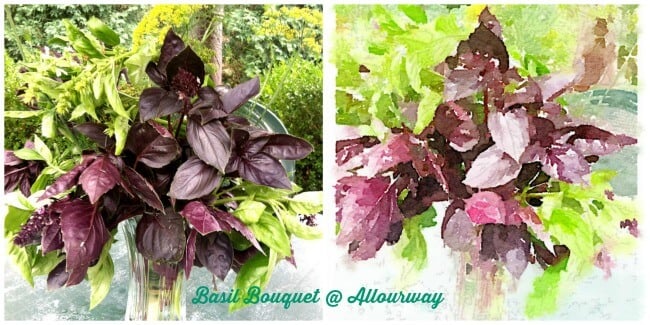 purple Basil Bouquet photo and watercolor rendition. 