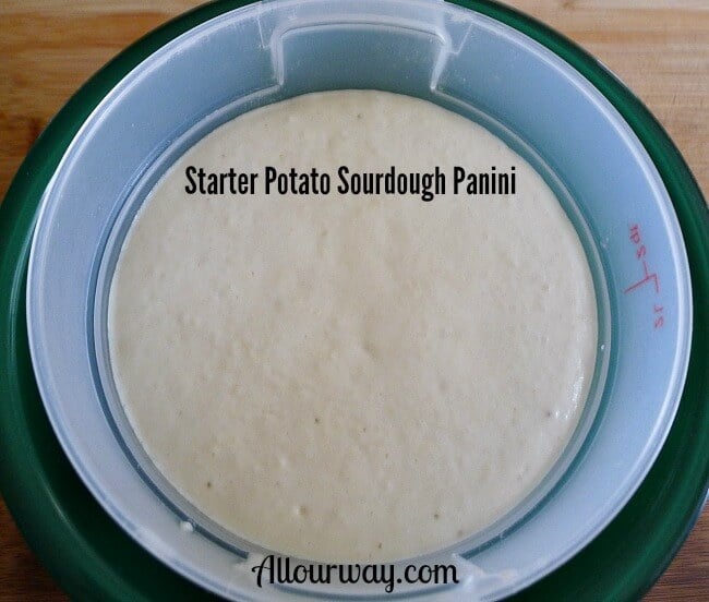 Potato Sourdough Panini Starter is a white sticky mass in a plastic bowl. allourway.com