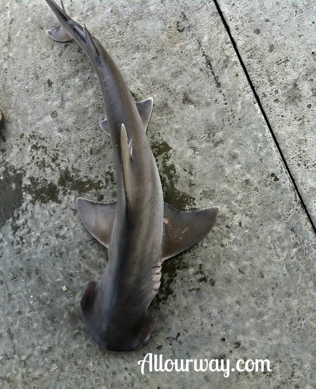 Bonnethead Shark caught off the Gascoigne Bluff Park Pier @Allourway.com