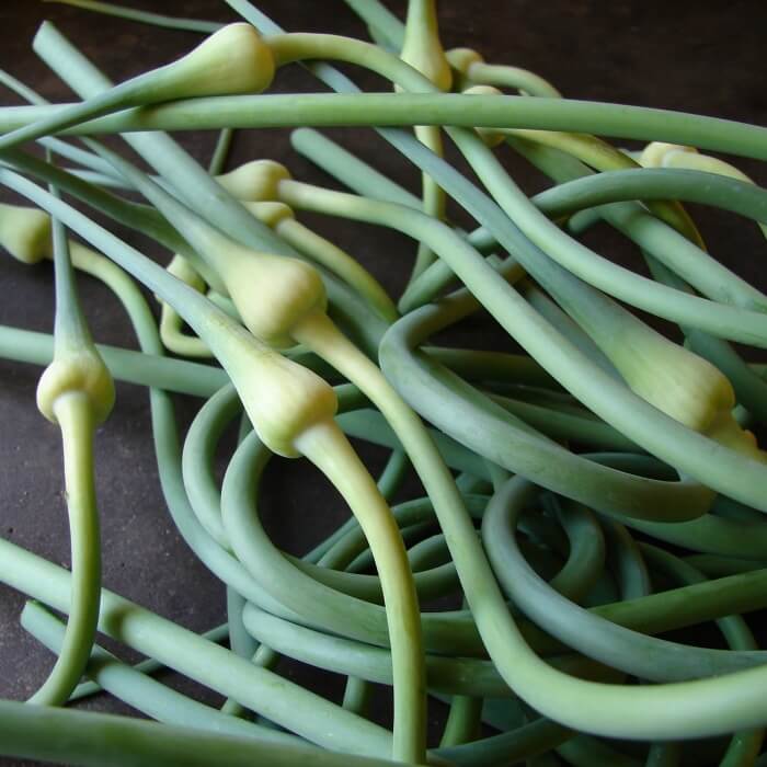 Fresh green garlic scapes on black slate in a pile. 