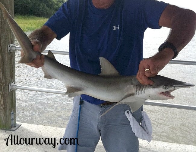 Shark at Gascoigne Bluff Park Pier @Allourway.com