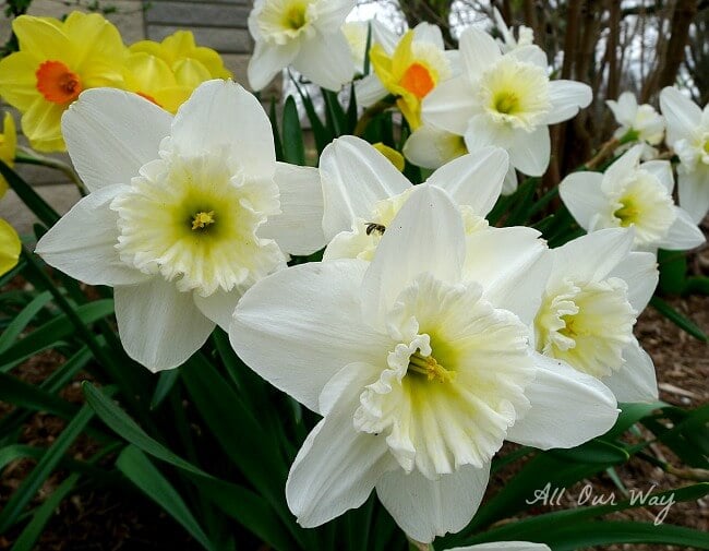 Daffodils - First Sign of Spring @allourway.com