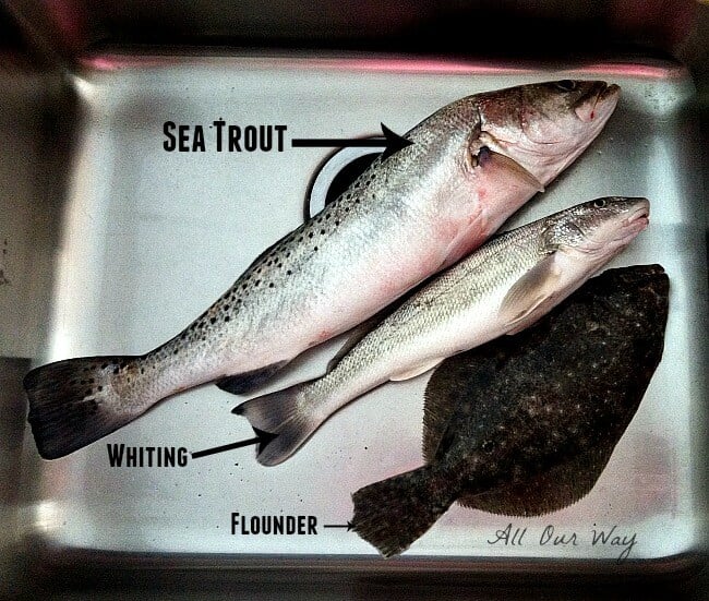 Sea Trout for the quick Spicy Baked Sea Trout Recipe @allourway.com
