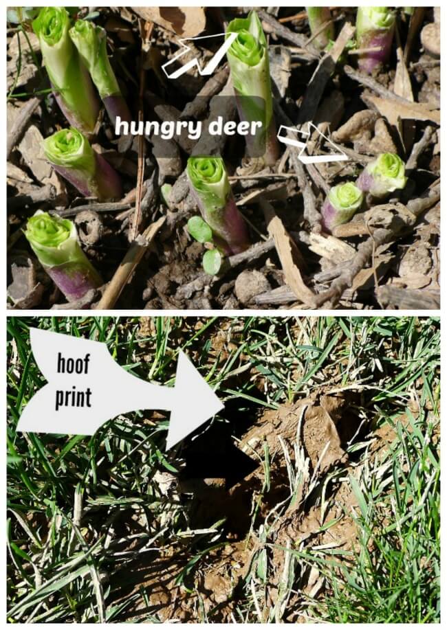 Collage of hosta plant eaten to the ground and deer hoof prints. 