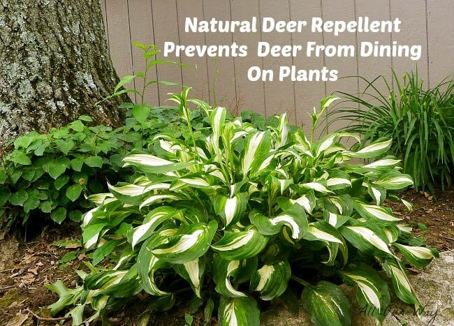 Battle with the Deer - A Natural Deer Repellent