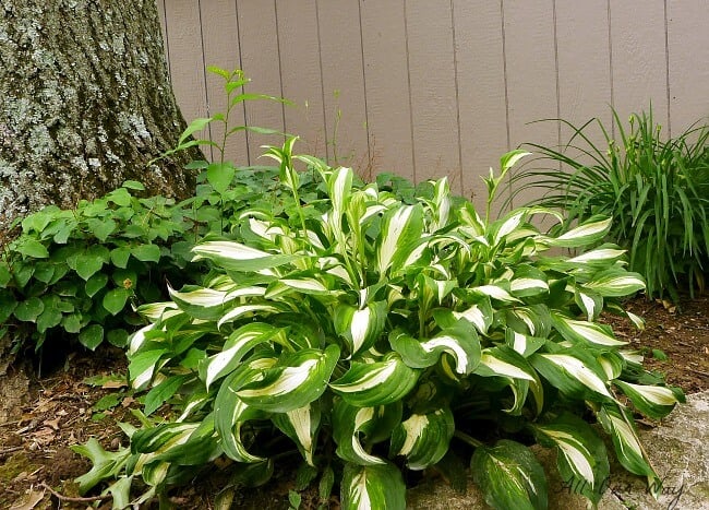 Healthy hosta plant under oak tree. @allourway.com