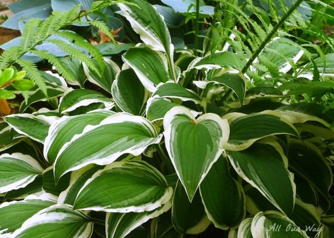 No slug damage on the variegated hosta after spraying with our natural deer repellent @ allourway.com