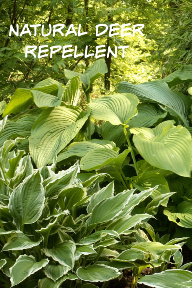 Deer deals resistant hosta