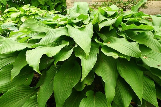 Red October hosta is full and undamaged after natural deer repellent @allourway.com