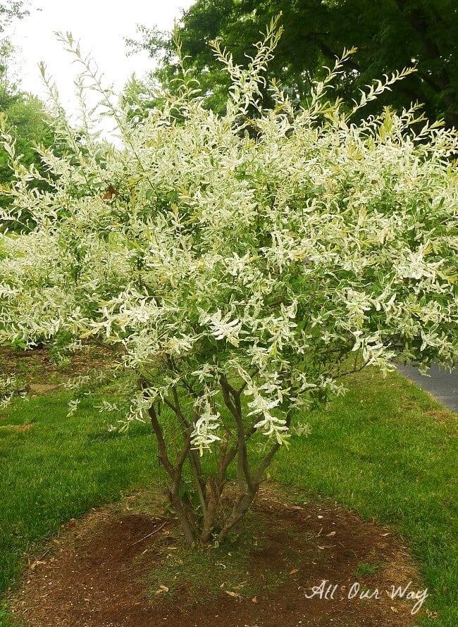 Willow is full and colorful without deer damage after natural deer repellent@allourway.com