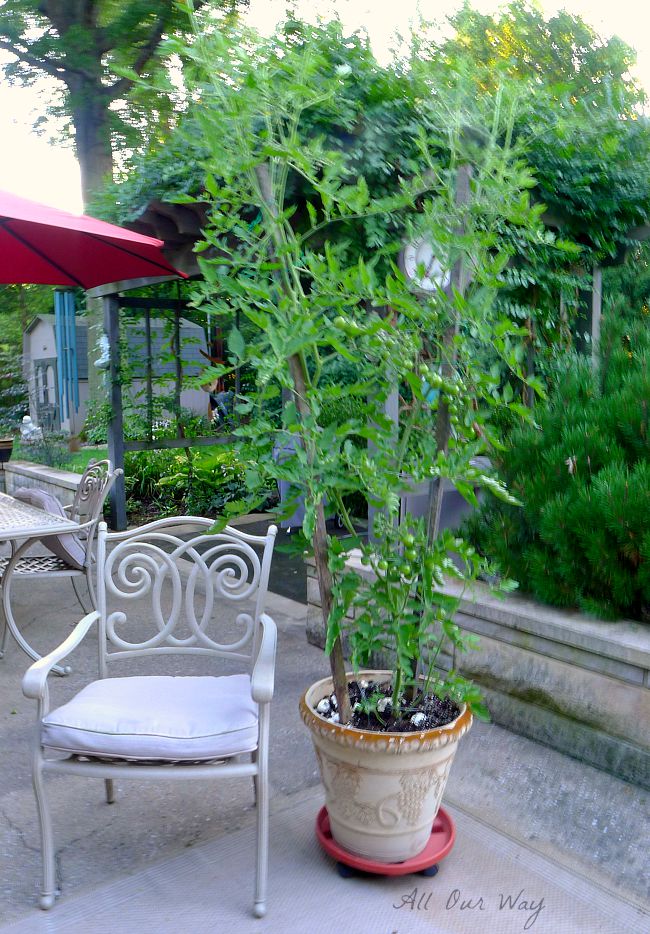 Potted Cherry Tomato Plant growing like a bean stalk @allourway.com