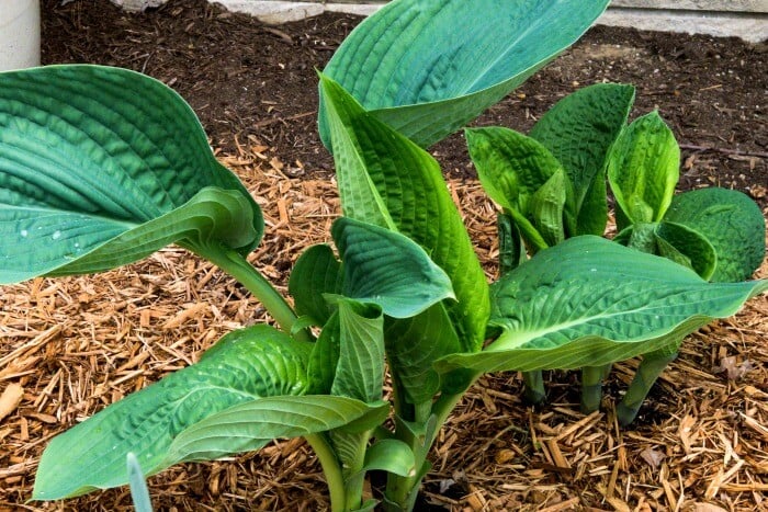 Cypress Mulch Spread around hosta before making the Honey Soy Garlicky Baked Chicken Thighs @allourway.com