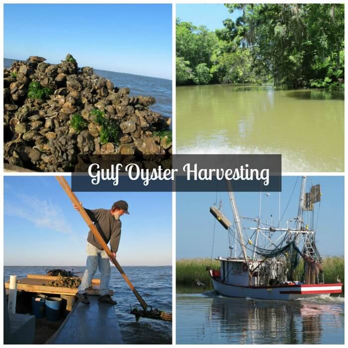 Gulf Oyster Harvesting for Crunchy Deep Fried Oysters @allourway.com