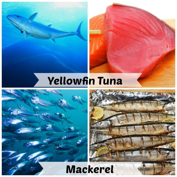 Southern Italian Grilled Tuna Steaks alternate photo of tuna and mackerel fresh from the ocean @allourway.com