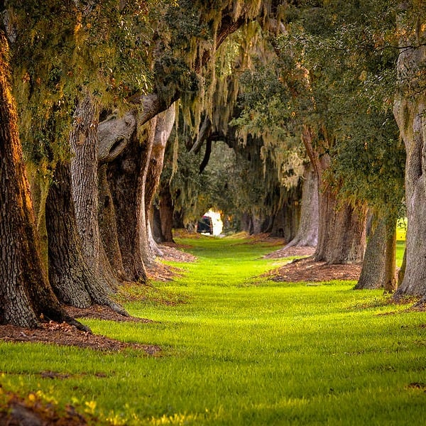 Beautiful Spanish Moss Covered Live Oaks, will they know how to survive a hurricane. @allourway.com