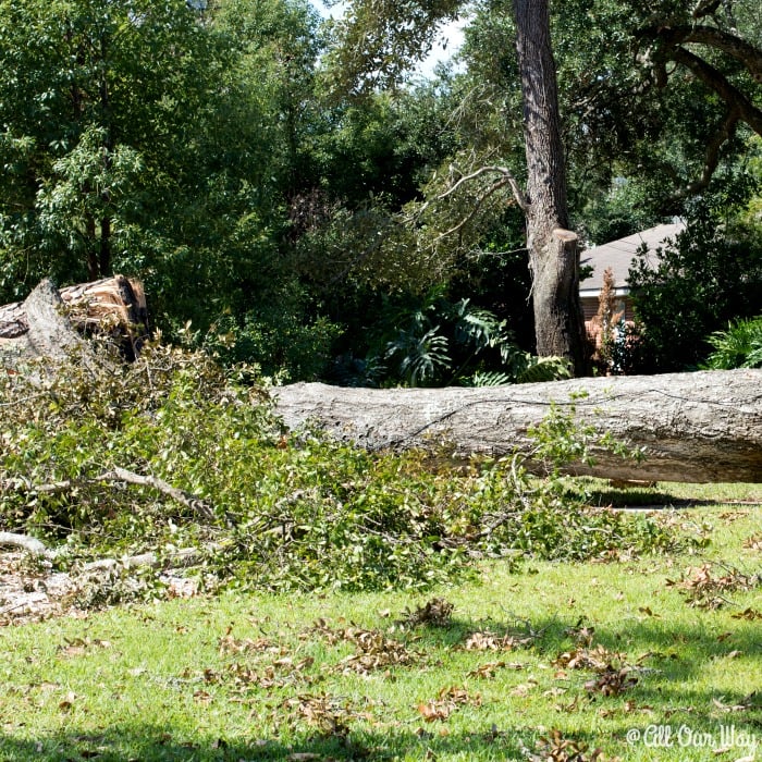 Life after a hurricane is a challenge with many closed roads. @allourway.com 