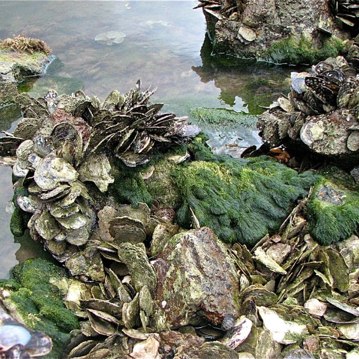 Oysters Rockefeller Italian Style oyster bed @allourway.com