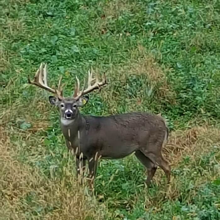 Stag with a large rack stands in a clearing staring at the photographer. 