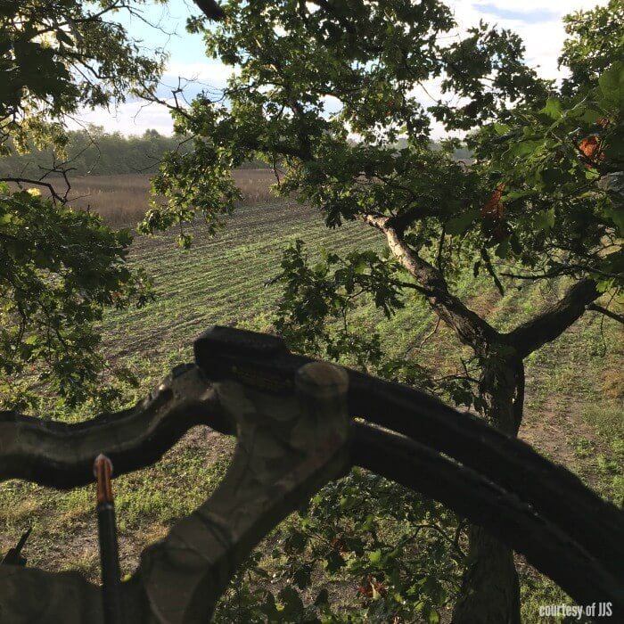 View of a green field from a tree blind high in the tree. 