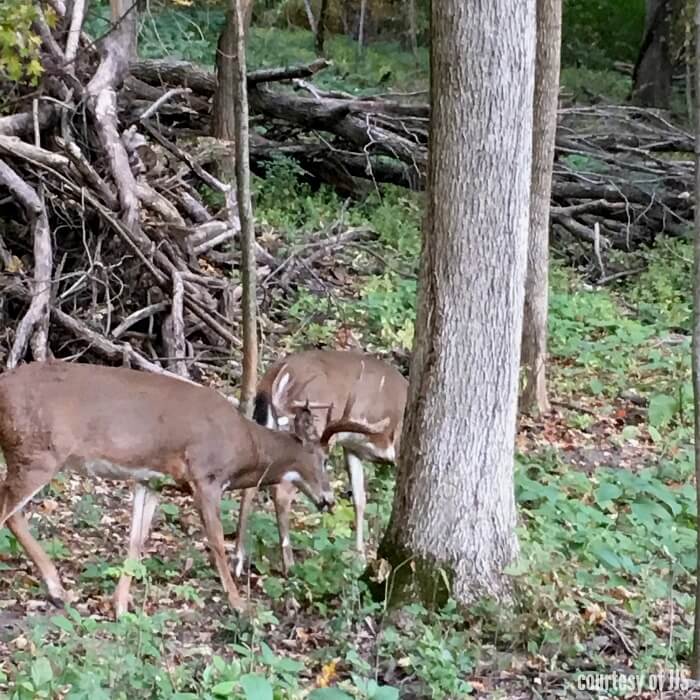 Two Stags in the middle of the woods grazing on the plants. 