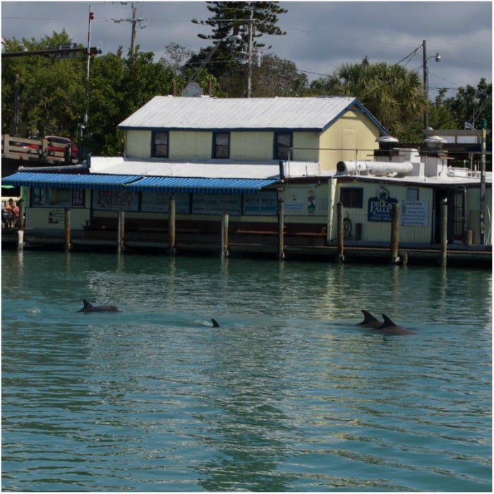 Dolphins playing in the water the day I made the best baked spinach gratin.