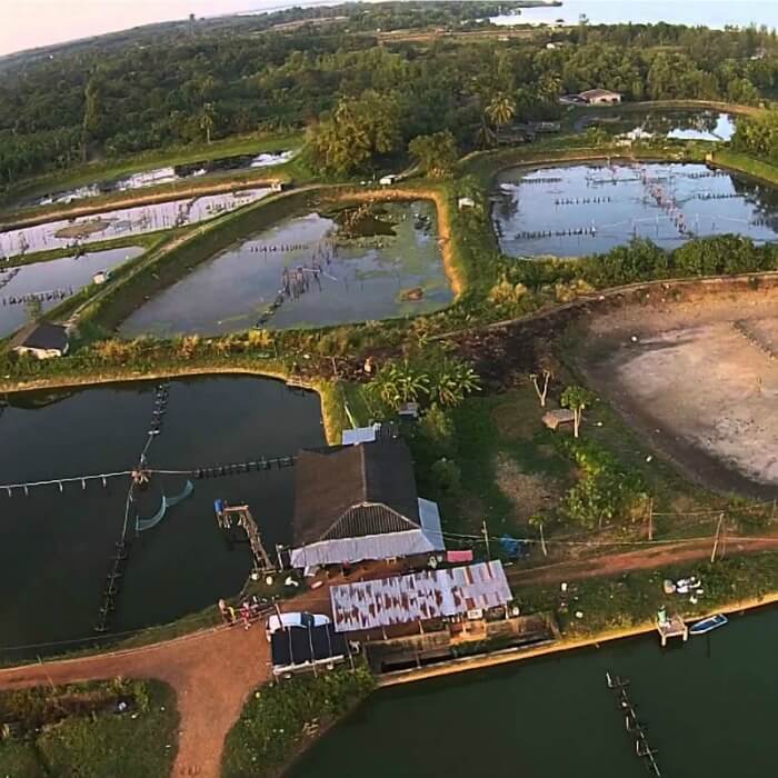 Overhead view of a shrimp farm. with different square reservoirs for the shrimp. Farm raised shrimp vs. wild caught