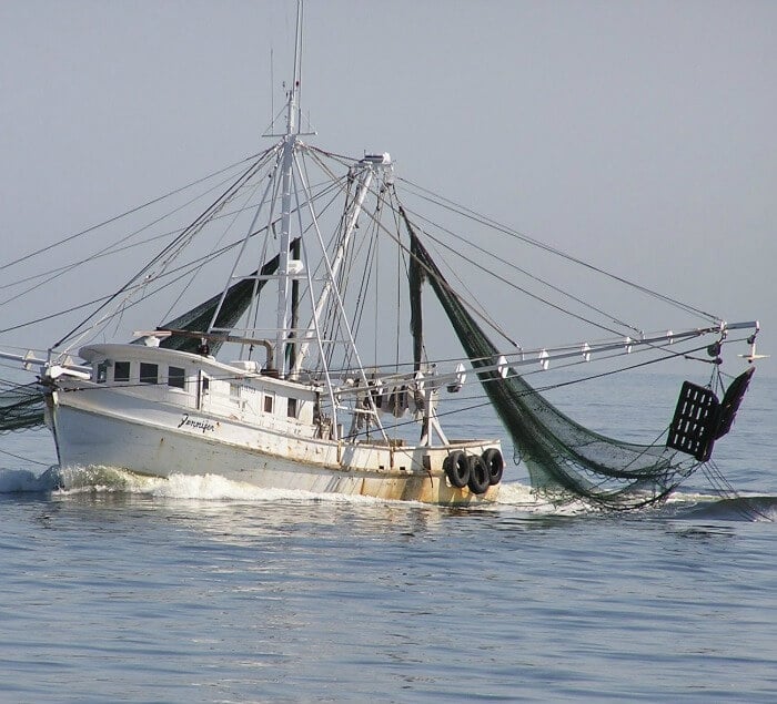 Shrimpers going for wild-caught shrimp the nets are skimming the water. allourway.com