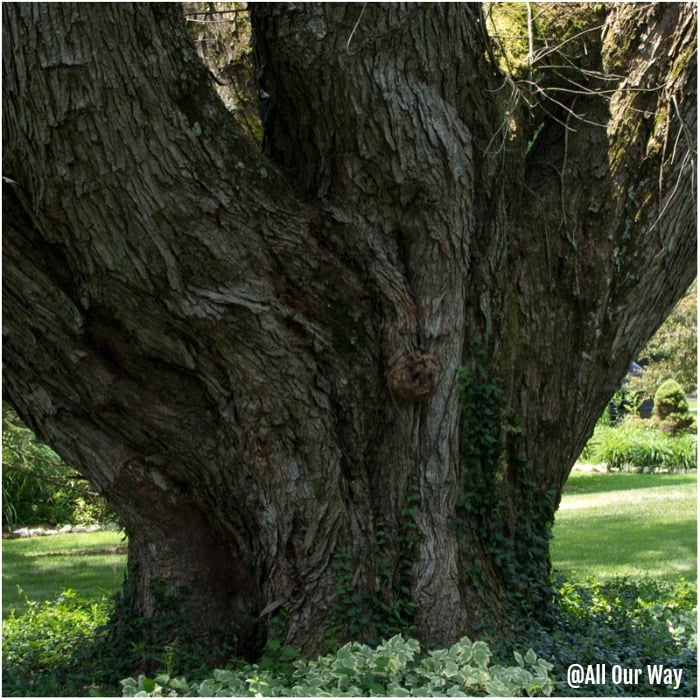 Huge maple in our yard - have to clean up debris before making our orzo stuffed peppers Italian style.