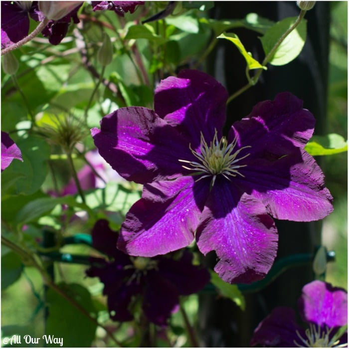 One of the clematis vines in our yard, They have to be trimmed before making orzo stuffed peppers Italian style.