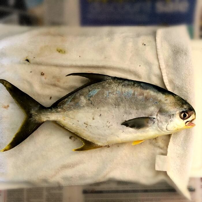 Florida pompano on white towel ready to be cleaned and fillet.