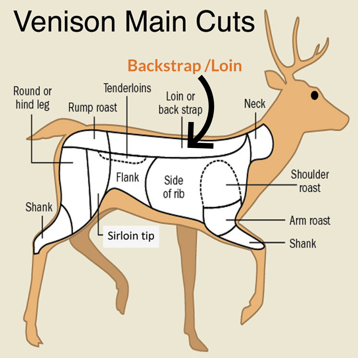 Venison Main Cuts Chart Showing Backstrap