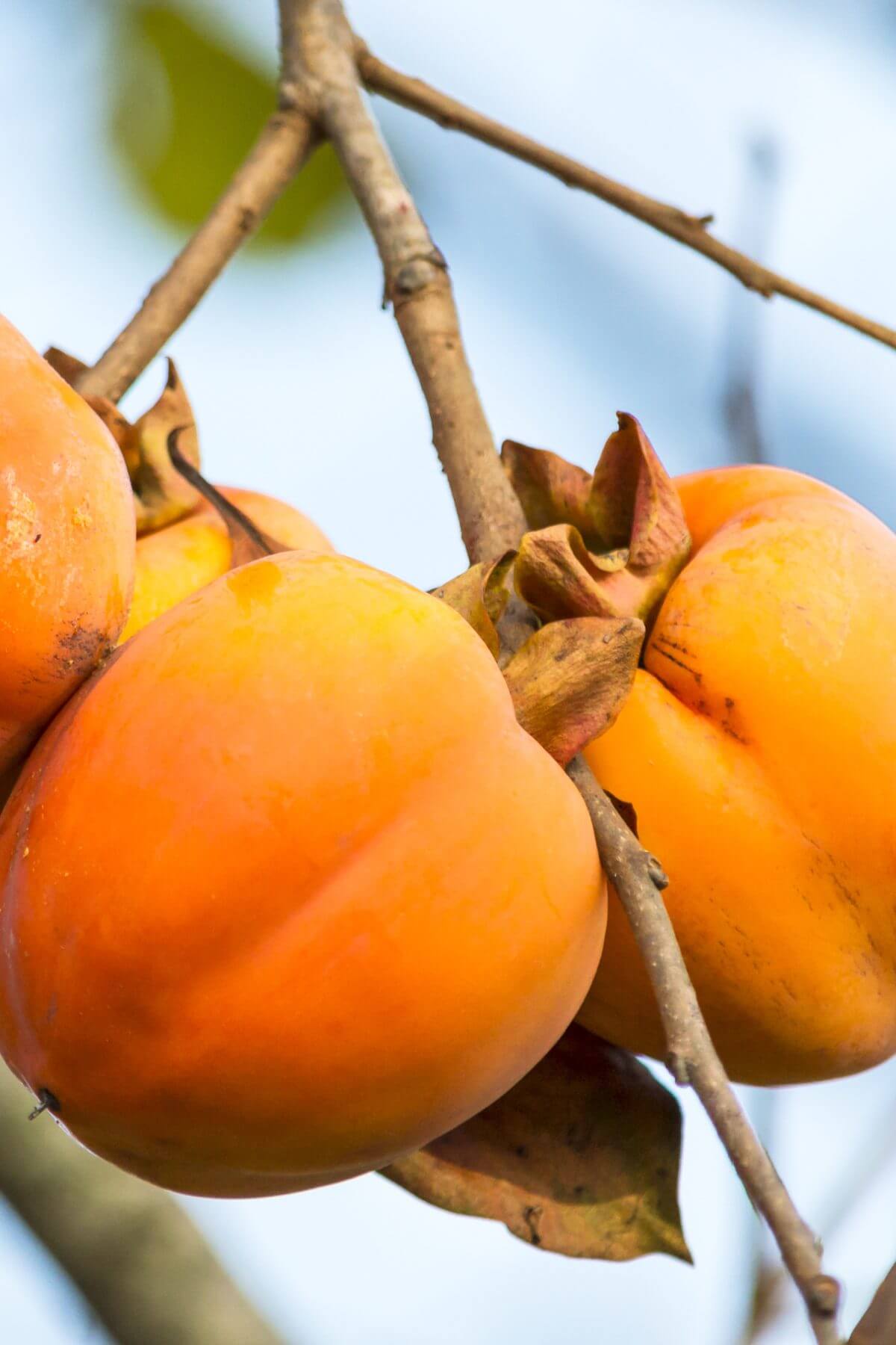 Persimmons on a tree branch.