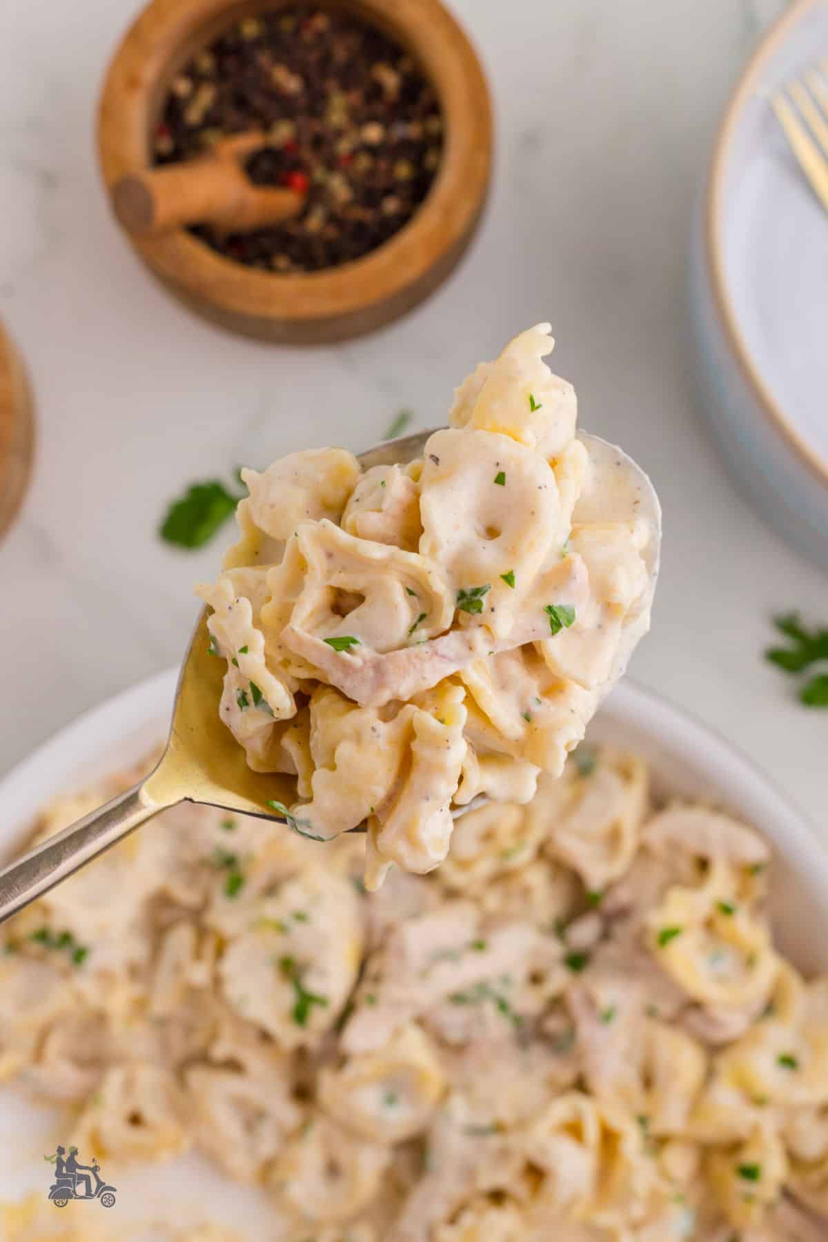 A closeup of a spoon holding creamy chicken Alfredo tortellini. 